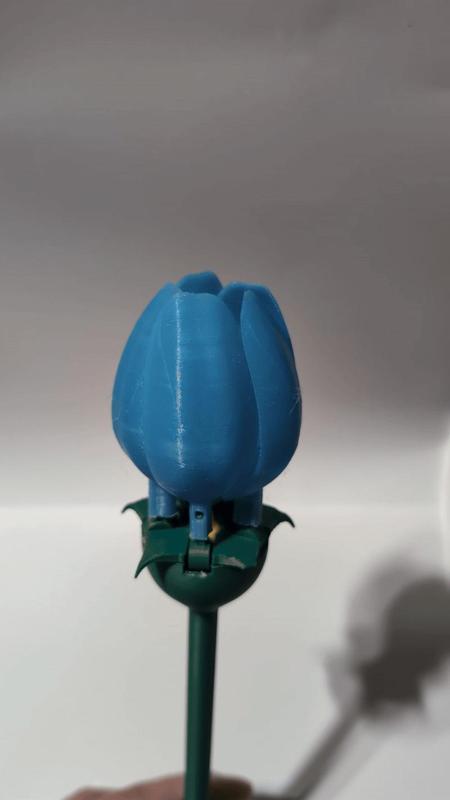 Water activated blooming Tulip