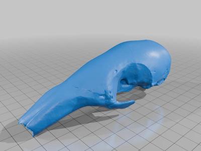 Tamanduá Mirim - Crânio