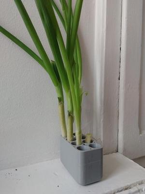 shallot regrower