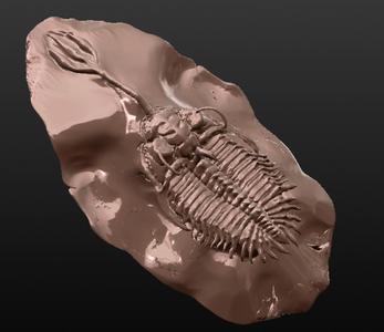 Trilobite Walliserops trifurcatus