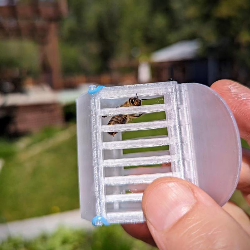 Bee Saver (Queen Clip)