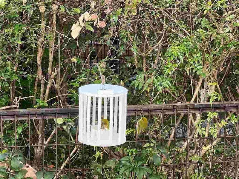 Small Bird (White-eye) Feeder