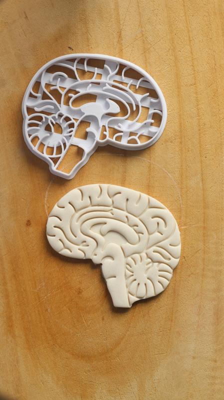 COOKIE CUTTER - HUMAN BRAIN