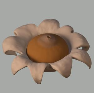 Geastrum saccatum (fungus)