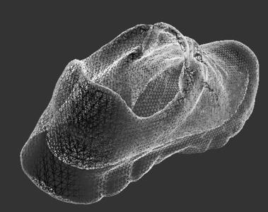 3D Scan of Shoe