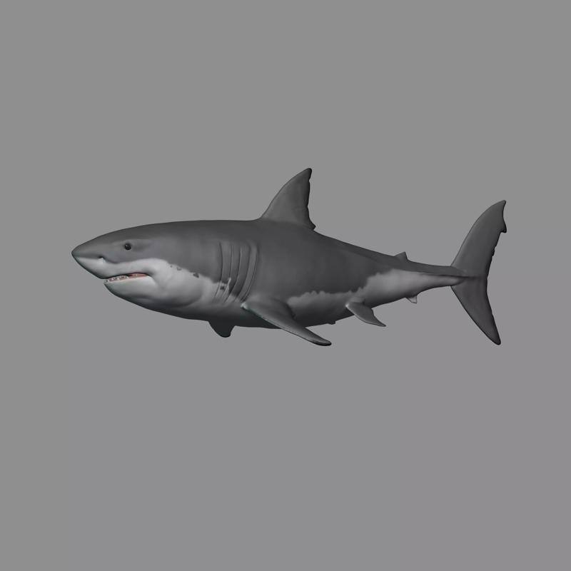 2 in 1 - Great White Shark