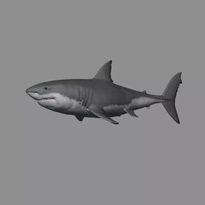 2 in 1 - Great White Shark