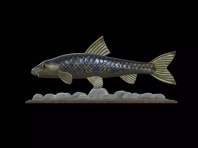 fish gudgeon underwater statue detailed texture