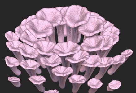 Oyster Mushroom Designer Pack