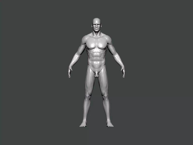 3D Model-ANATOMY0027 male body