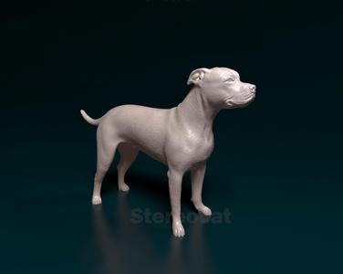 Staffordshire bull terrier x American bulldog
