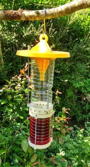 Hornet, Selective Asian Hornet Trap