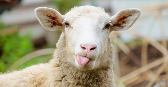 Sheep trophy