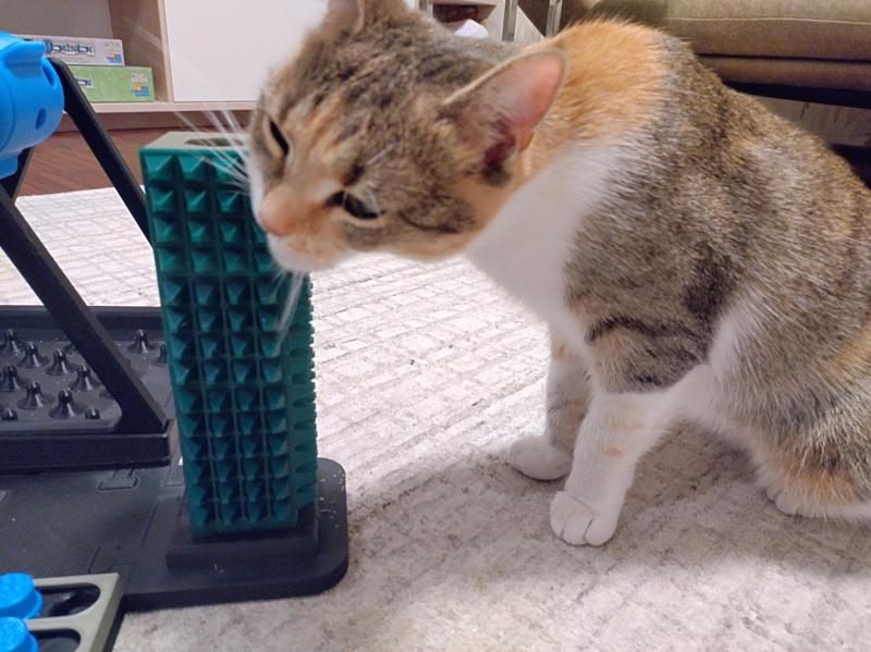 cat self scratch post