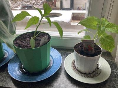 Planting pots