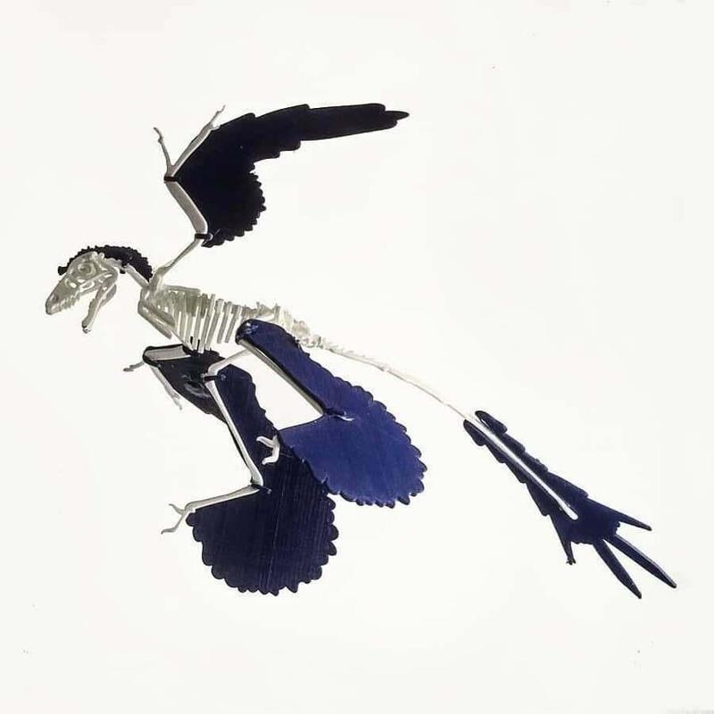 Microraptor sp. wooden puzzle like skeleton