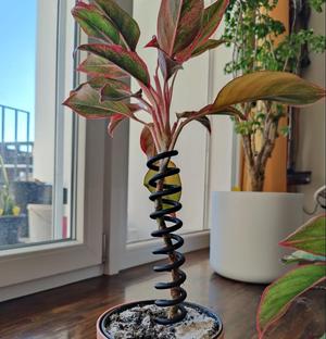 Simple plant holder