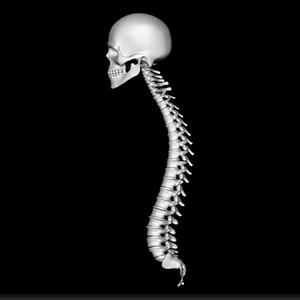 Anatomy of the Human Spinal Column - 3D Print Spine Model - Human Vertebrae Figurine - Medical Spine Design - Educational Anatomy Statue