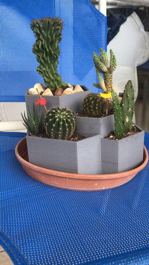 Cactus Pot