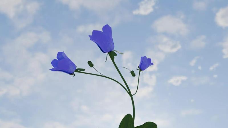 CanterburyBell flower