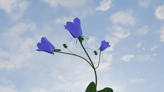 CanterburyBell flower