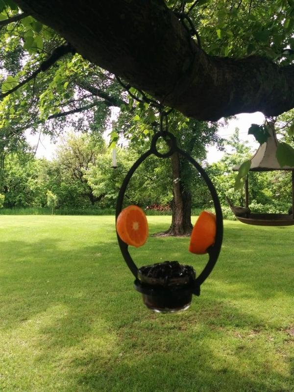 oriole feeder