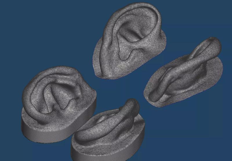 Natural human ear anatomy 02