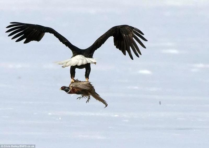 Roar Eagle Transporter