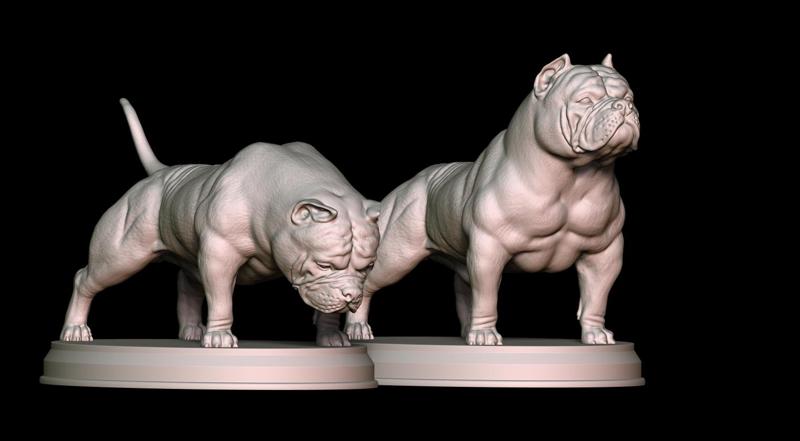 American Bully Champion