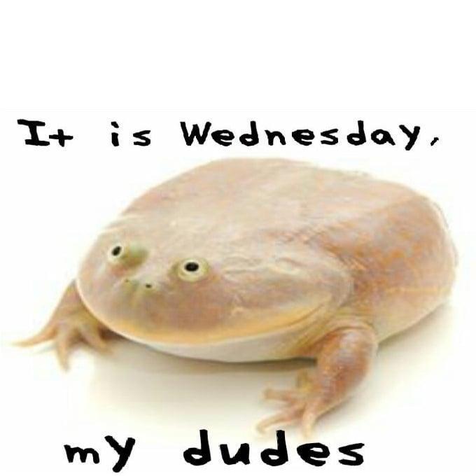 It is wednesday my dudes frog meme