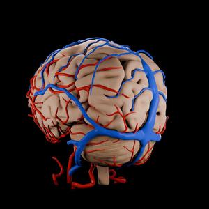 Detailed Human Brain 3D Model Fully Textured