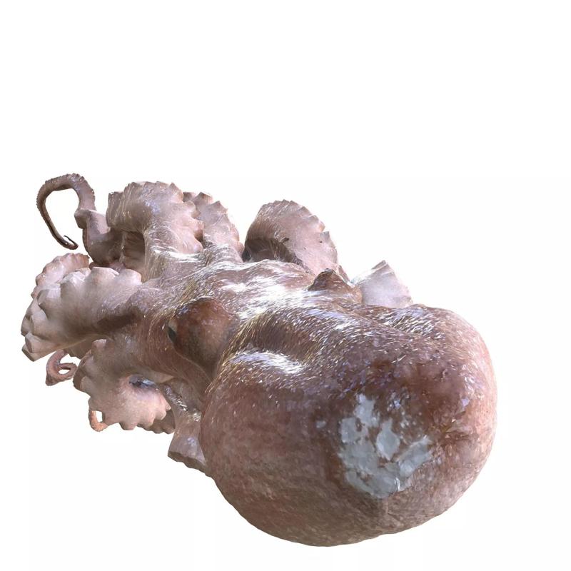 OCTOPUS Long Arm SCAN SQUID Minor FOREST SEA OCEAN FISH