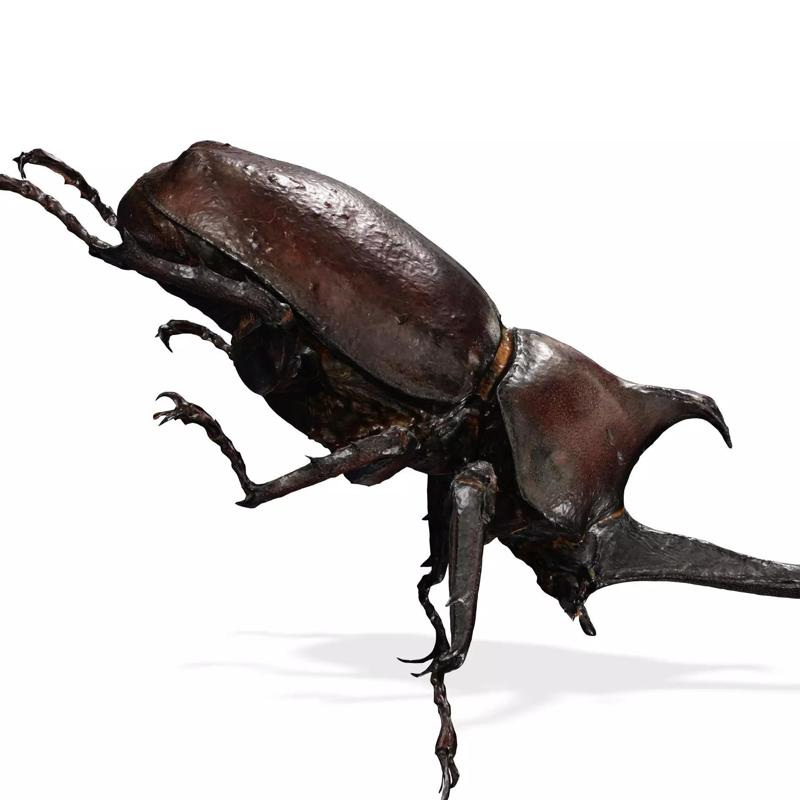 BEETLE INSECT ANIMAL ANT FOREST NATURE GRASS TREE GARDEN