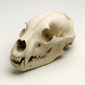 Bear Skull