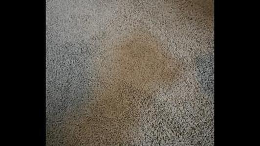 Full Penetration Deep Action Carpet Scrubber