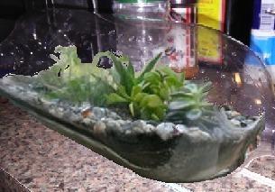 Two_Liter_Terrarium