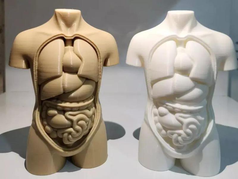 Human torso anatomy stl
