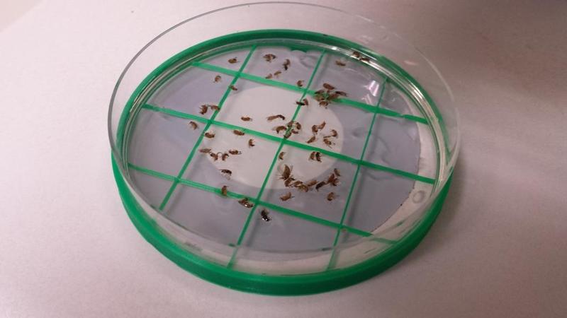 Petri dish counting grid (90mm)