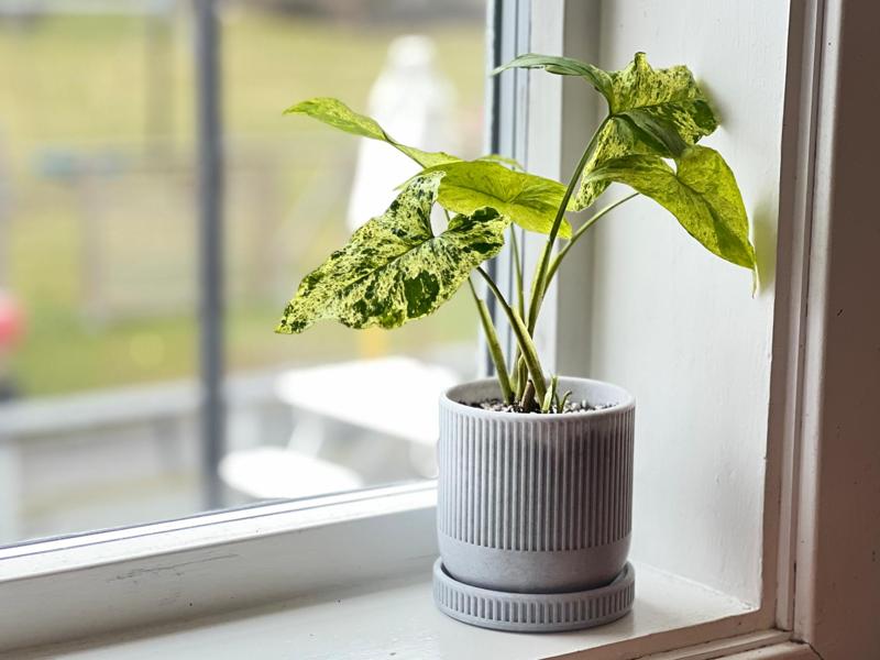 Planter in Mid-century modern style