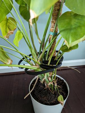 V2 Monstera Plant support in leaf shape