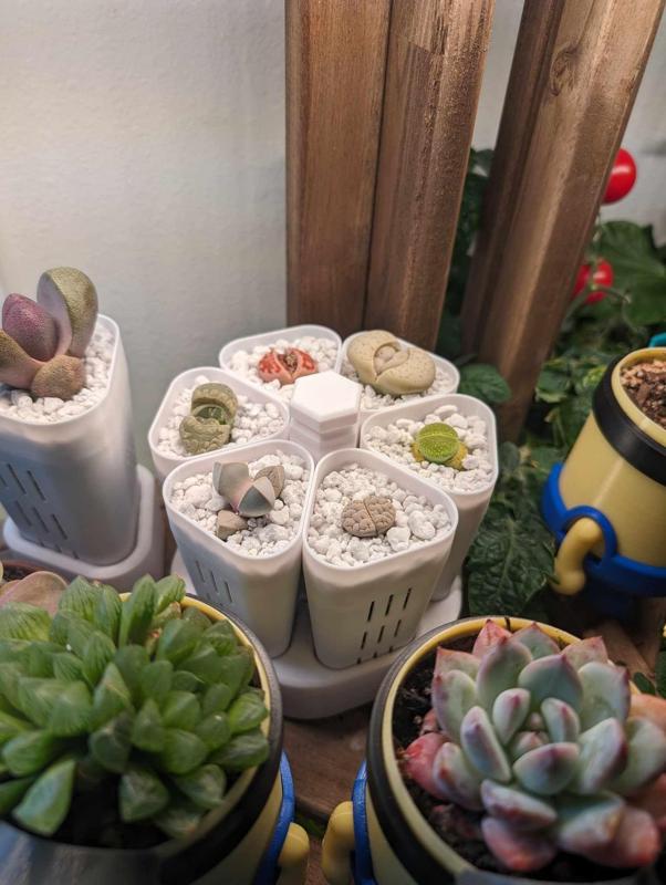 Lithops Hex Planter