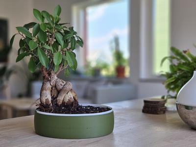 Bonsai Planter Pot Oval