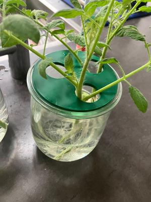 cirkle to hold small plants