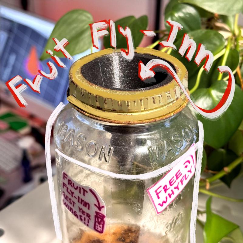 Fruit Fly-inn Mason Jar Fruit Fly Trap