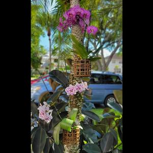 Butterfly & Dragonfly Themed Orchid Planter Set