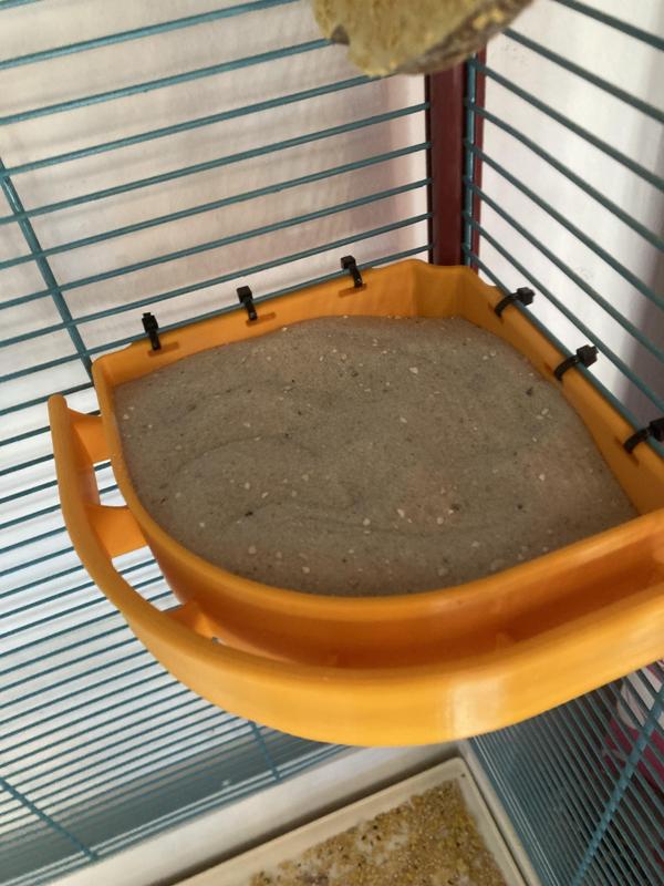 Sandbath for budgies