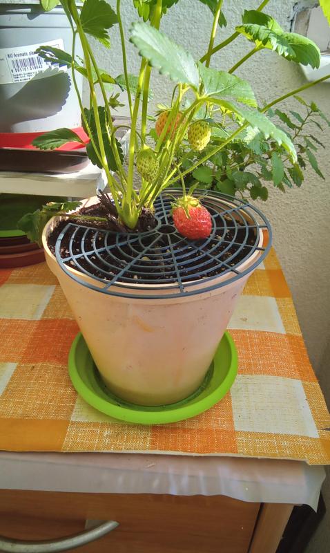 Mřížka pod jahody