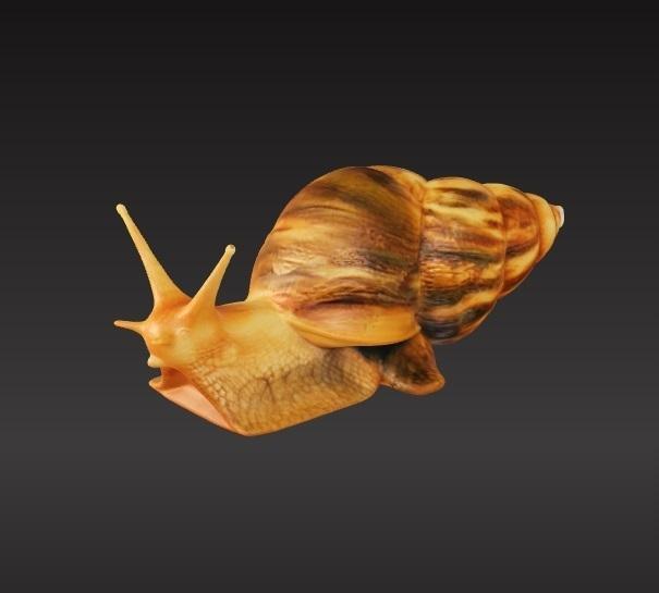Snail