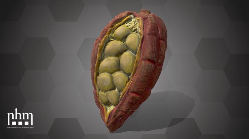 Cacao Pod (NHMW-AFW-DING-0046-108)