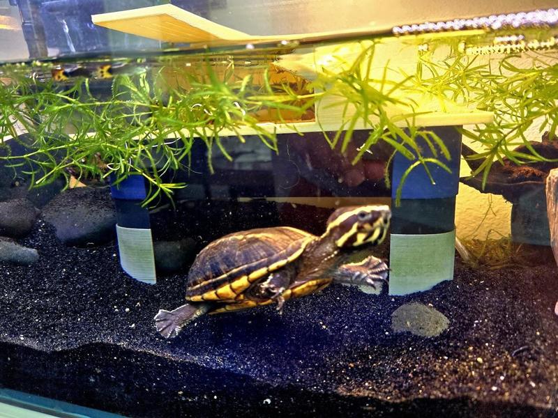 PokeDock XL for grown up small aquarium turtles (Pokemon & Pokeball inspired)